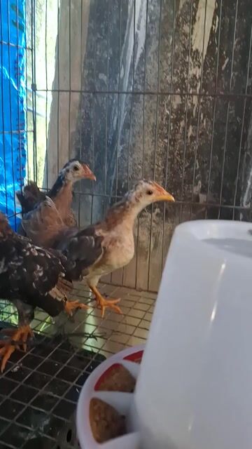 Gà tre kiểng mini. Mua bán Gà tại Huyện Gò Công Tây Tiền Giang được đăng bởi Trinh hình 1