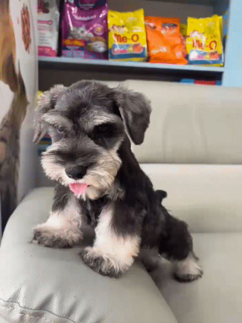 Chó Schnauzer - chó Ông già thông minh. Mua bán Chó tại Thành phố Dĩ An Bình Dương được đăng bởi Phạm trung hình 1
