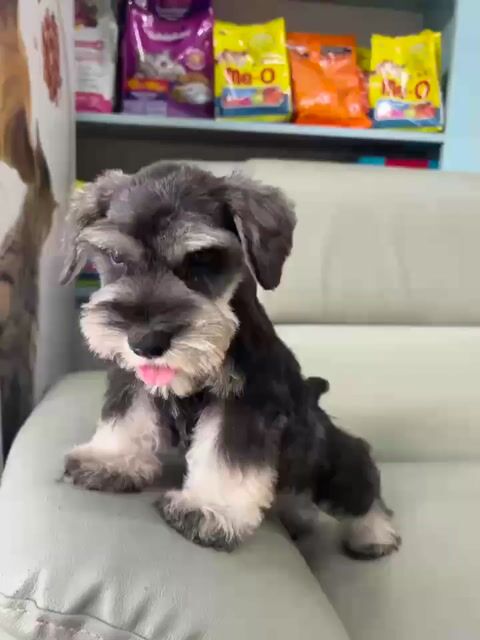 Chó Schnauzer - chó Ông già thông minh. Mua bán Chó tại Thành phố Dĩ An Bình Dương được đăng bởi Phạm trung hình 1
