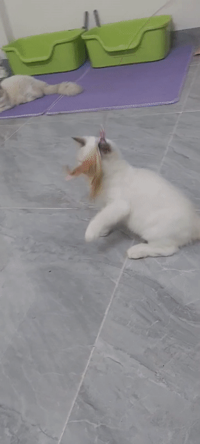 Mèo Ragdoll đực 4 tháng. Mua bán Mèo tại Quận Hà Đông Hà Nội được đăng bởi Lung linh hình 1