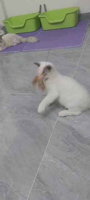 Mèo Ragdoll đực 4 tháng. Mua bán Mèo tại Quận Hà Đông Hà Nội được đăng bởi Lung linh hình 1