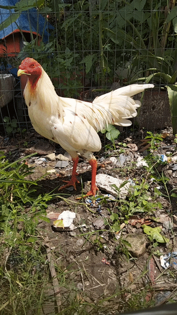 Gà ta trống 1.4kg màu Trắng. Mua bán Gà tại Thị xã Bình Minh Vĩnh Long được đăng bởi Gà tre bình minh  hình 1