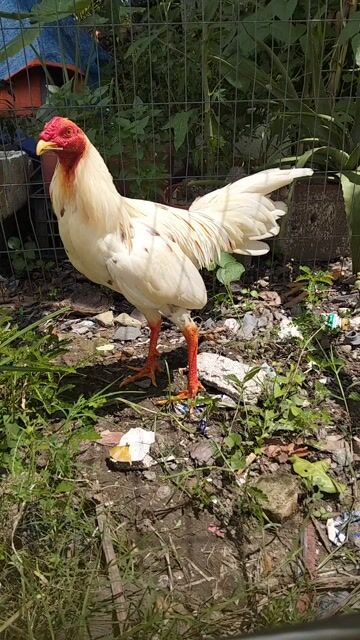 Gà ta trống 1.4kg màu Trắng. Mua bán Gà tại Thị xã Bình Minh Vĩnh Long được đăng bởi Gà tre bình minh  hình 1