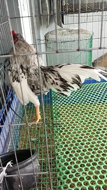 Gà tre Trắng Đen. Mua bán Gà tại Quận Ninh Kiều Cần Thơ được đăng bởi vô tận hình 1