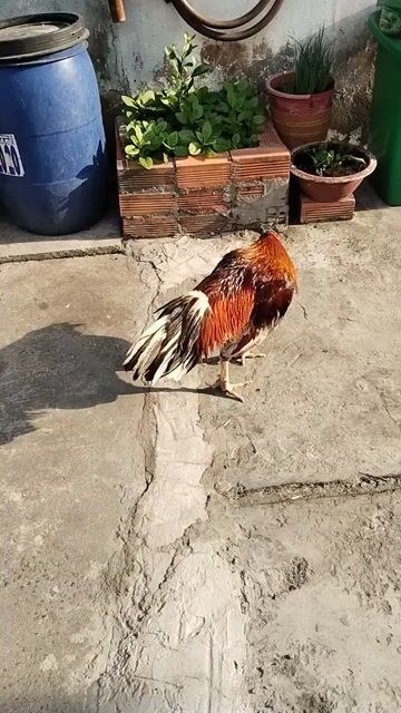 xám 2kg6. Mua bán Gà tại Huyện Bình Chánh Tp Hồ Chí Minh được đăng bởi ga tơ zin hình 1