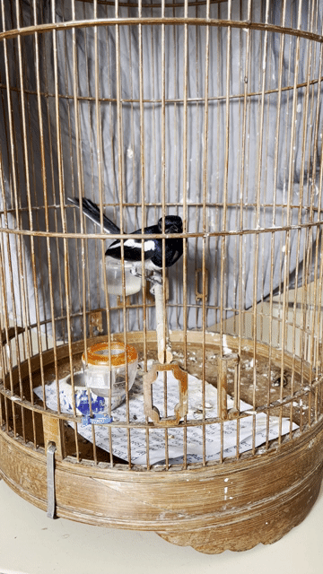 choè than bẫy được. Mua bán Chim tại Quận Tân Bình Tp Hồ Chí Minh được đăng bởi meomeo hình 1