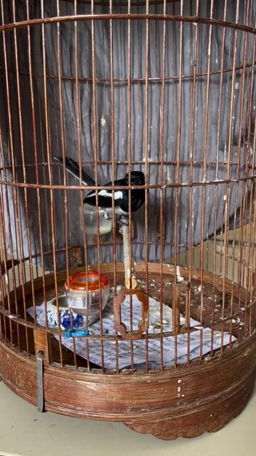choè than bẫy được. Mua bán Chim tại Quận Tân Bình Tp Hồ Chí Minh được đăng bởi meomeo hình 1