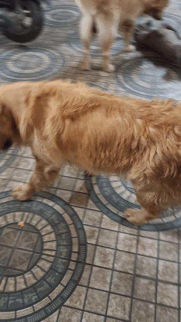 Chó Golden Retriever đực trưởng thành. Mua bán Chó tại Huyện Đức Hòa Long An được đăng bởi Trương nhựt Thắng  hình 1