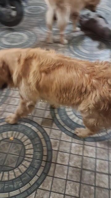 Chó Golden Retriever đực trưởng thành. Mua bán Chó tại Huyện Đức Hòa Long An được đăng bởi Trương nhựt Thắng  hình 1