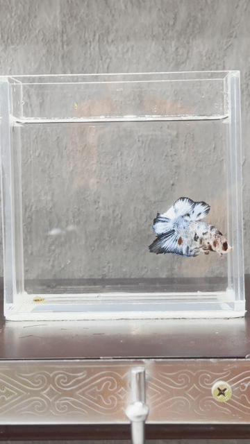 Cá Betta Đa sắc Khỏe mạnh. Mua bán Thú cưng khác tại Quận Tân Phú Tp Hồ Chí Minh được đăng bởi Khoa Nguyen hình 1