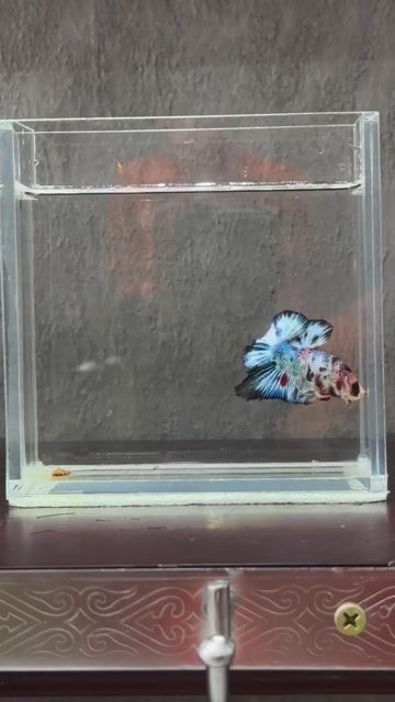 Cá Betta Đa sắc Khỏe mạnh. Mua bán Thú cưng khác tại Quận Tân Phú Tp Hồ Chí Minh được đăng bởi Khoa Nguyen hình 1
