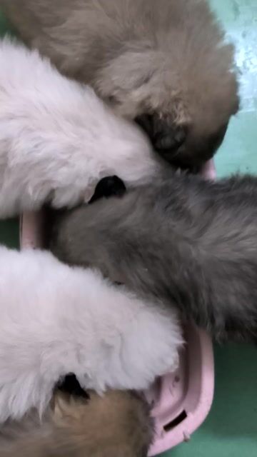 Chó con Đen trắng nâu. Mua bán Chó tại Quận Ninh Kiều Cần Thơ được đăng bởi Trọng Cường hình 1