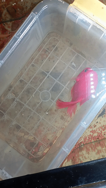 Cá cảnh Hồng két KK Đỏ 7cm. Mua bán Thú cưng khác tại Quận Bình Tân Tp Hồ Chí Minh được đăng bởi Thành Hay hình 1