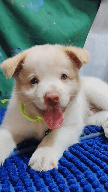 Chó Golden trai thông minh mắt xanh mũi hồng . Mua bán Chó tại Quận Bình Tân Tp Hồ Chí Minh được đăng bởi Nguyễn Hằng hình 1