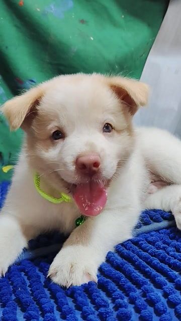 Chó Golden trai thông minh mắt xanh mũi hồng . Mua bán Chó tại Quận Bình Tân Tp Hồ Chí Minh được đăng bởi Nguyễn Hằng hình 1