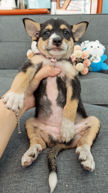 Sale🎉💢📣📣Nhật lai bốn mắt đủ tất chào sen🥰🌸. Mua bán Chó tại Huyện Hóc Môn Tp Hồ Chí Minh được đăng bởi Ánh Dương Pet hình 1