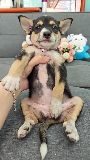 Sale🎉💢📣📣Nhật lai bốn mắt đủ tất chào sen🥰🌸. Mua bán Chó tại Huyện Hóc Môn Tp Hồ Chí Minh được đăng bởi Ánh Dương Pet hình 1