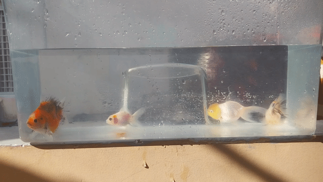 Cá cảnh Oranda nhiều màu. Mua bán Thú cưng khác tại Quận Phú Nhuận Tp Hồ Chí Minh được đăng bởi van la hình 1