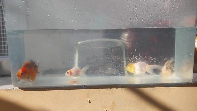 Cá cảnh Oranda nhiều màu. Mua bán Thú cưng khác tại Quận Phú Nhuận Tp Hồ Chí Minh được đăng bởi van la hình 1