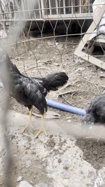 Gà tre mini trống 4 tháng màu Đen. Mua bán Gà tại Quận 12 Tp Hồ Chí Minh được đăng bởi Anh bảo hình 1