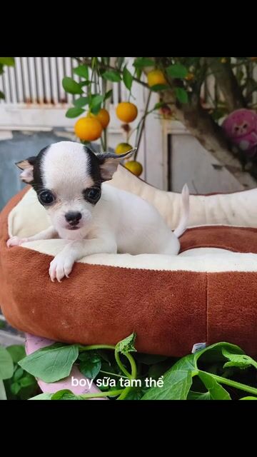 Chó Chihuahua đực 2 tháng. Mua bán Chó tại Quận 8 Tp Hồ Chí Minh được đăng bởi Chihuahua nhà ZoZo hình 1
