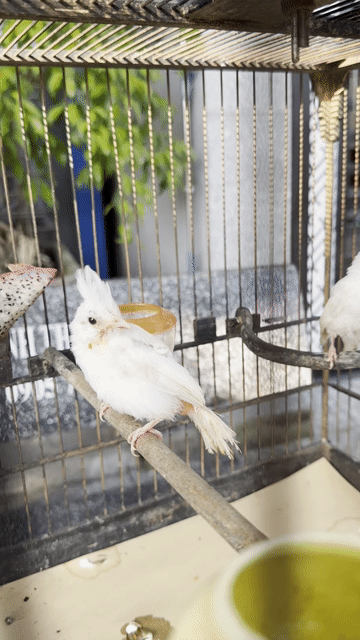 Chim Bạch tinh bạch lem Trắng. Mua bán Chim tại Quận Hải Châu Đà Nẵng được đăng bởi Thiên Ân hình 1