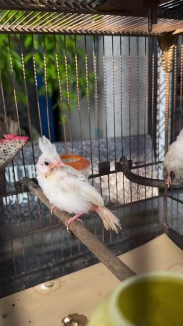 Chim Bạch tinh bạch lem Trắng. Mua bán Chim tại Quận Hải Châu Đà Nẵng được đăng bởi Thiên Ân hình 1