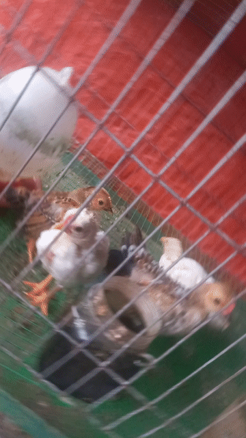 Gà tre Trống, mái 2 tháng. Mua bán Gà tại Huyện Bến Lức Long An được đăng bởi thole hình 1