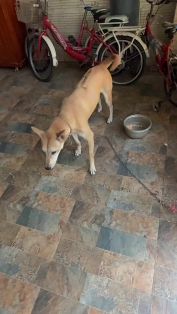 Chó cái  phú quốc  vàng đã tiêm phòng 8tháng tuổi. Mua bán Chó tại Thành phố Biên Hòa Đồng Nai được đăng bởi Đức Tân hình 1