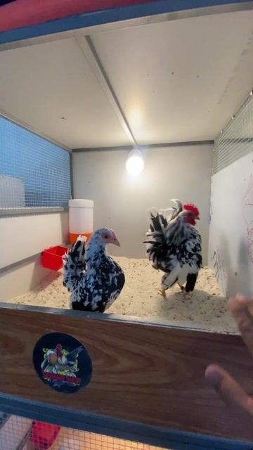 Gà cảnh  serama trống Tơ. Mua bán Gà tại Quận 3 Tp Hồ Chí Minh được đăng bởi Trung Kid Serama hình 1