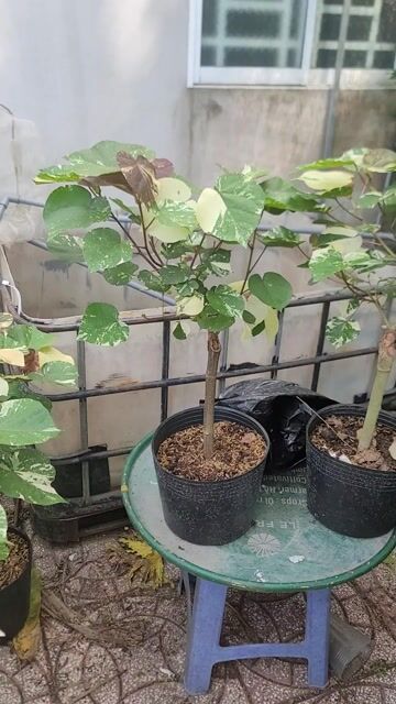 Cây cảnh Tra var ghép gốc bụp tra. Mua bán Cây cảnh, đồ trang trí tại Quận Cái Răng Cần Thơ được đăng bởi gia dụng rẻ  hình 1