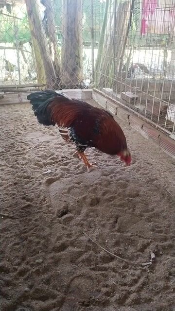gà bông 3k. Mua bán Gà tại Huyện Bình Chánh Tp Hồ Chí Minh được đăng bởi gà tre bình Chánh  hình 1