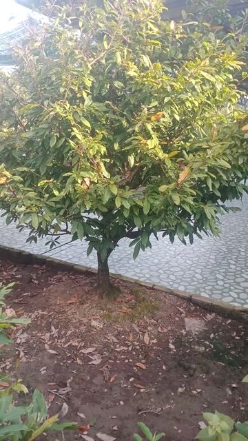 Cần bán mai vàng . Chơi tết giá rẽ. Mua bán Cây cảnh, đồ trang trí tại Huyện Châu Thành Đồng Tháp được đăng bởi Thach Pham hình 1