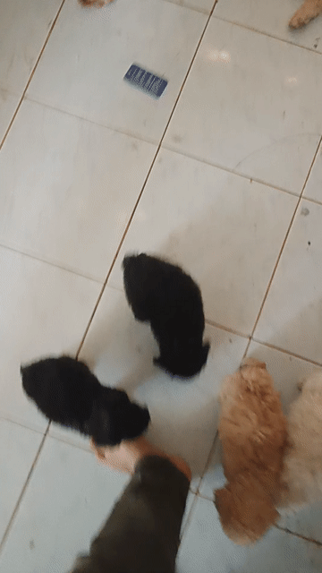 Chó Poodle Đen, kem, nâu Cả hai. Mua bán Chó tại Huyện Bến Lức Long An được đăng bởi mẫn  hình 1
