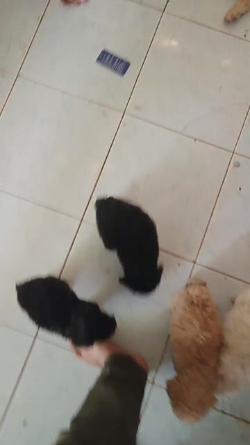Chó Poodle Đen, kem, nâu Cả hai. Mua bán Chó tại Huyện Bến Lức Long An được đăng bởi mẫn  hình 1