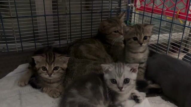 Mèo Anh lông ngắn. Mua bán Mèo tại Thành phố Thủ Đức Tp Hồ Chí Minh được đăng bởi Cẩm  hình 1