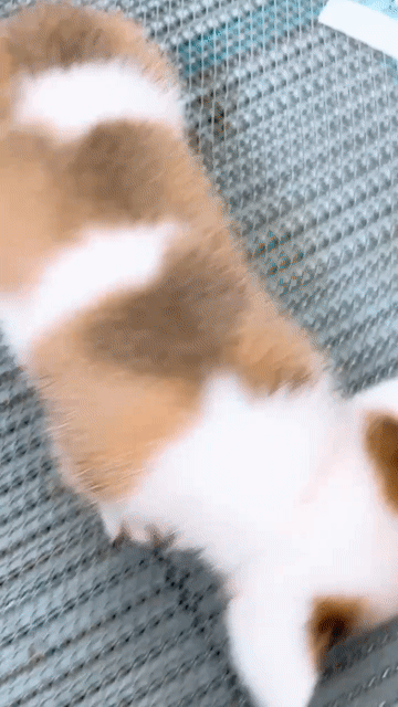 Chó Corgi Bò sữa. Mua bán Chó tại Quận Bình Tân Tp Hồ Chí Minh được đăng bởi Trang  hình 1