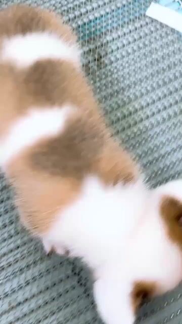 Chó Corgi Bò sữa. Mua bán Chó tại Quận Bình Tân Tp Hồ Chí Minh được đăng bởi Trang  hình 1