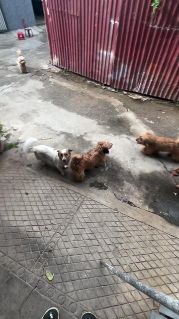 Chó ta lai poodle. Mua bán Chó tại Thành phố Vinh Nghệ An được đăng bởi Hiếu Đăng hình 1