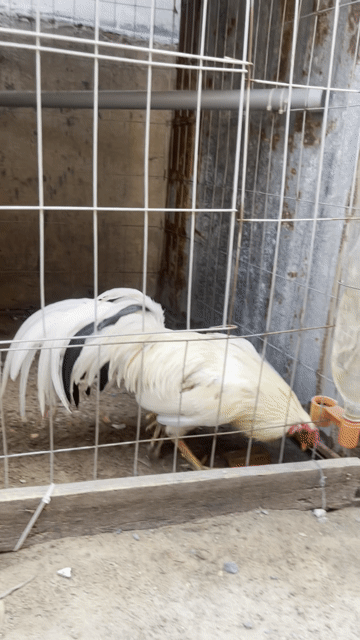 trạng lỡ 2ky. Mua bán Gà tại Thành phố Biên Hòa Đồng Nai được đăng bởi Trường HD hình 1