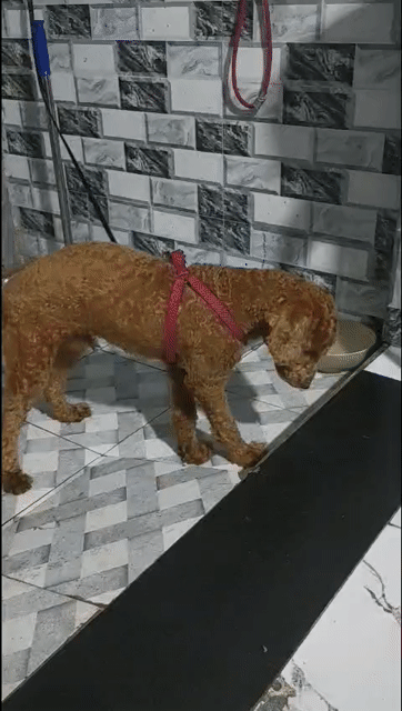 Chó Poodle 7,5 tháng, 4tr5, tặng hết phụ kiện 1tr2. Mua bán Chó tại Quận 7 Tp Hồ Chí Minh được đăng bởi Võ Hoàng Hùng hình 1