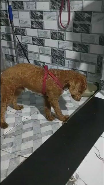 Chó Poodle 7,5 tháng, 4tr5, tặng hết phụ kiện 1tr2. Mua bán Chó tại Quận 7 Tp Hồ Chí Minh được đăng bởi Võ Hoàng Hùng hình 1