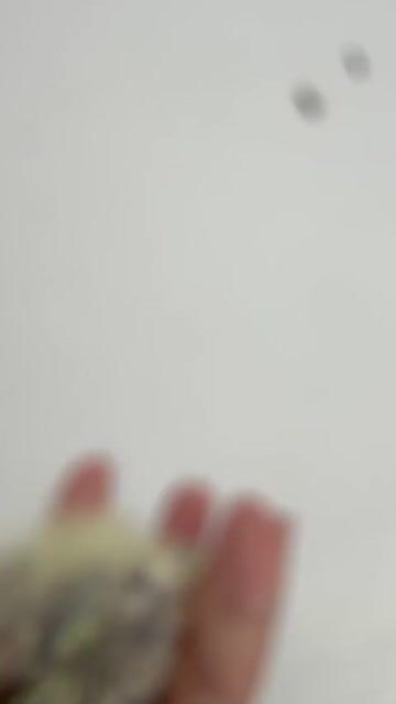 Chim Vẹt Cockatiel Vàng xám. Mua bán Chim tại Quận Gò Vấp Tp Hồ Chí Minh được đăng bởi Chim Cảnh hình 1