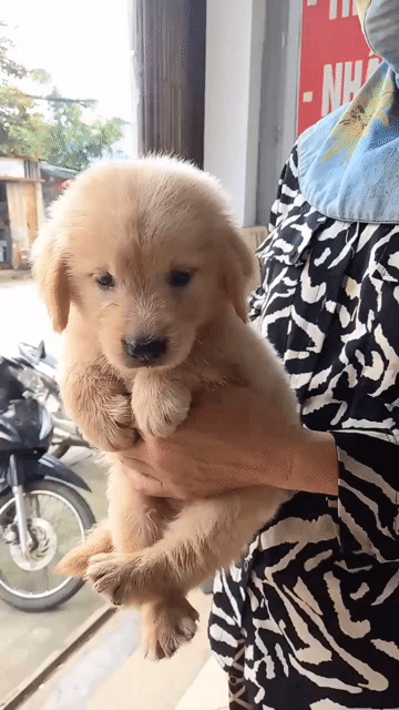 Chó Golden Retriever đã tiêm vắc-xin. Mua bán Chó tại Quận Kiến An Hải Phòng được đăng bởi Tùng Lâm corgi hình 1