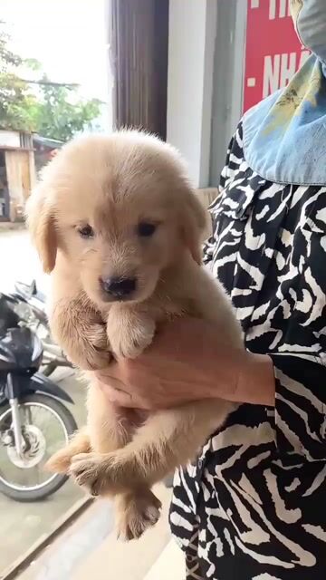 Chó Golden Retriever đã tiêm vắc-xin. Mua bán Chó tại Quận Kiến An Hải Phòng được đăng bởi Tùng Lâm corgi hình 1