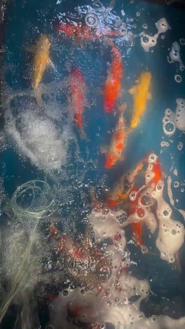 Cá Koi Đa sắc size to đẹp mời ae ạ. Mua bán Thú cưng khác tại Quận Liên Chiểu Đà Nẵng được đăng bởi Trại cá KOI Hoàng Văn Thái hình 1