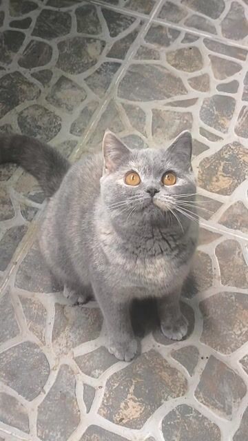 Mèo anh lông ngắn 7th. Mua bán Mèo tại Quận Nam Từ Liêm Hà Nội được đăng bởi Nguyễn Duy hình 1