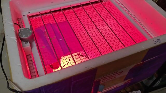 Máy ấp trứng Xốp 60cm. Mua bán Đồ chuyên dụng, Giống nuôi trồng tại Huyện Nhà Bè Tp Hồ Chí Minh được đăng bởi J hình 1