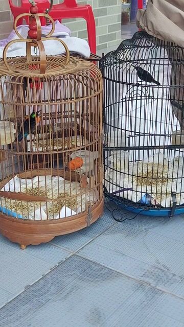 hút mật 7 màu. Mua bán Chim tại Thành phố Thủ Đức Tp Hồ Chí Minh được đăng bởi Quyền  hình 1