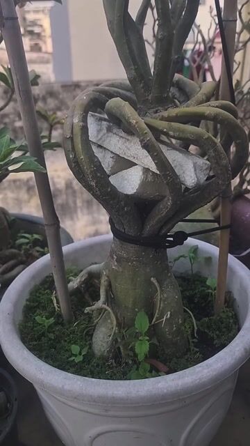 Hoa sứ đã qua sử dụng. Mua bán Cây cảnh, đồ trang trí tại Quận Tân Phú Tp Hồ Chí Minh được đăng bởi Hoàng Long hình 1